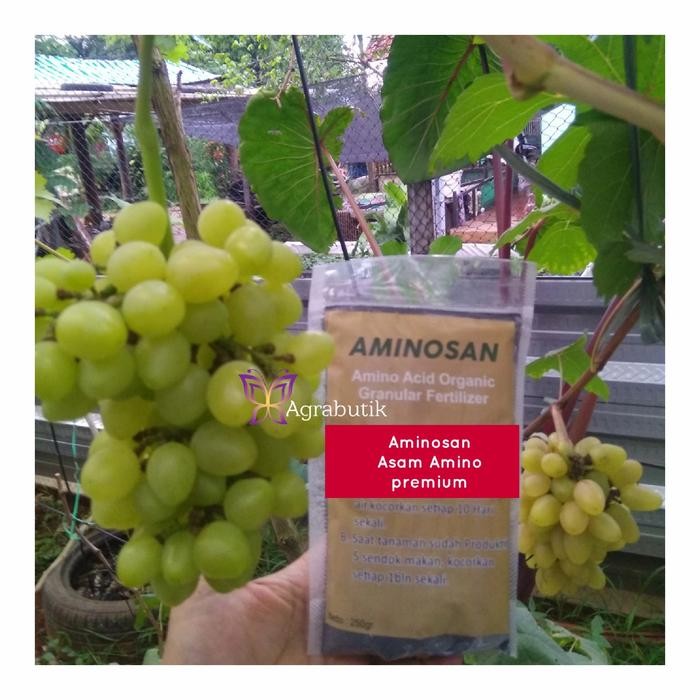 JTTOP" AMINOSAN PUPUK ORGANIK ASAM AMINO PREMIUM ANEKA TANAMAN BUAH ANGGUR