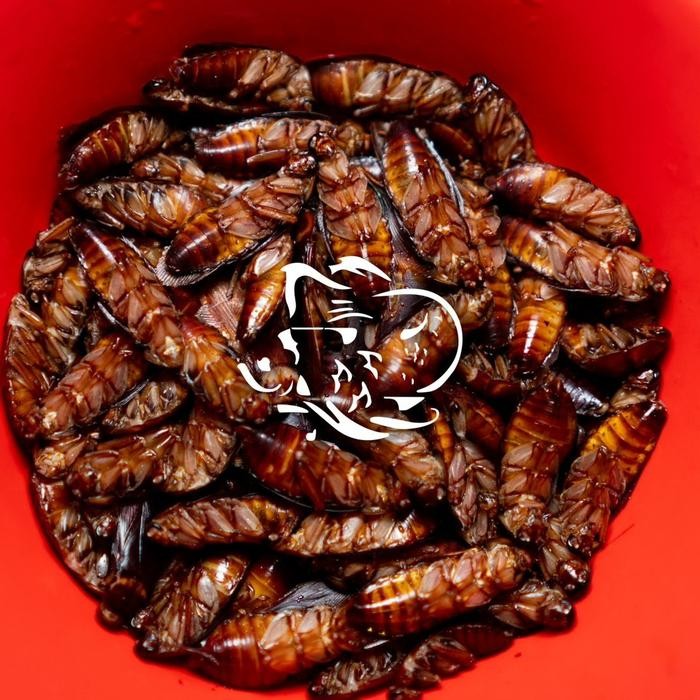 KECOA BEKU PAKAN IKAN ARWANA