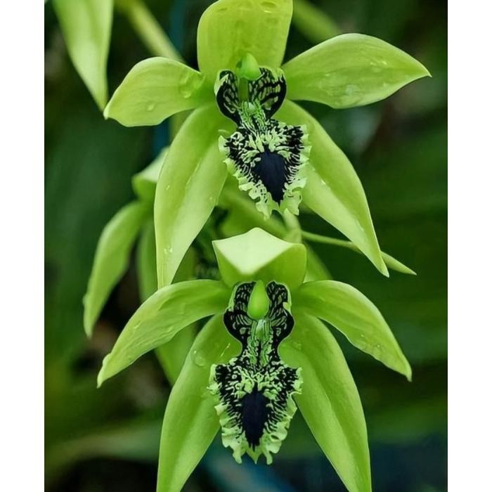 Terlaris Anggrek Hitam Kalimantan Pandurata Siap Berbunga