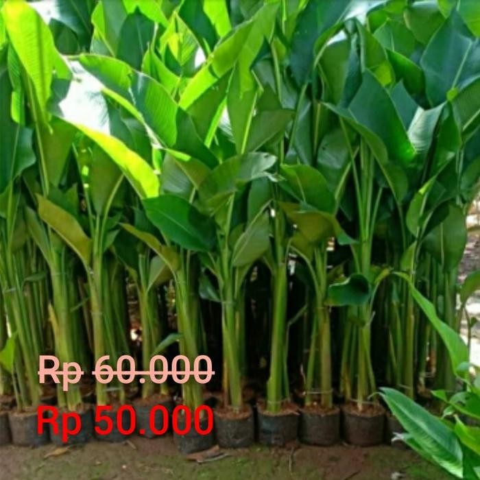Terlaris Pisang Karibai Ukuran Besar - Tanaman Hias Pisang Karibay
