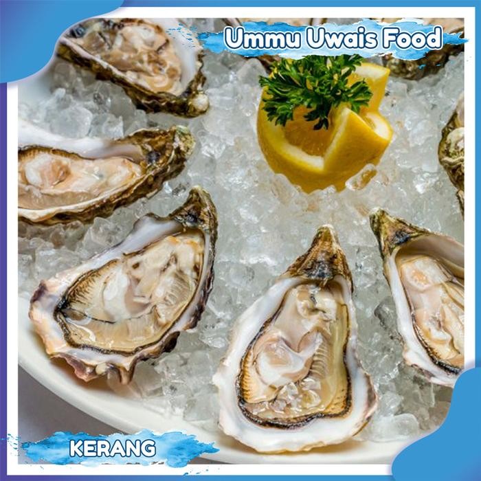 

Kerang Tiram Oyster Fresh Berkualitas - 1 KG