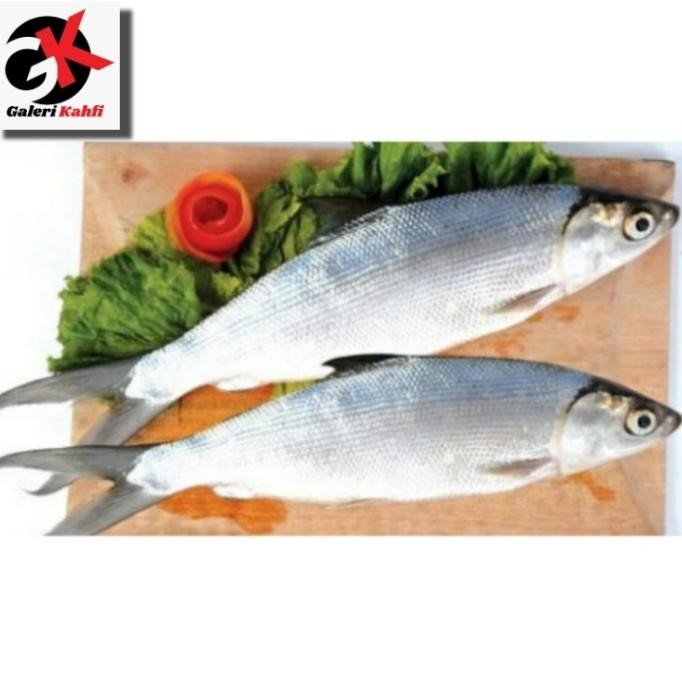 

Ikan Bandeng Jumbo Ukuran 1 Ekor Segar Berkualitas - 1 Kilogram