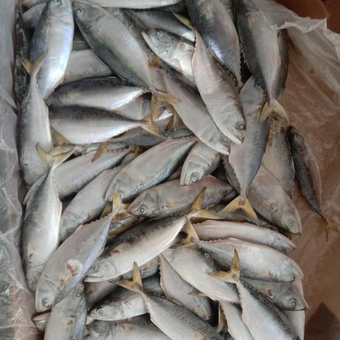 

ikan kembung beku