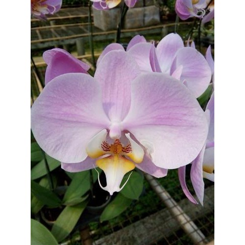 Terlaris Pupuk pemicu bunga anggrek biar cepat subur dan Berbunga, Nutrisi spesial Anggrek cair 100