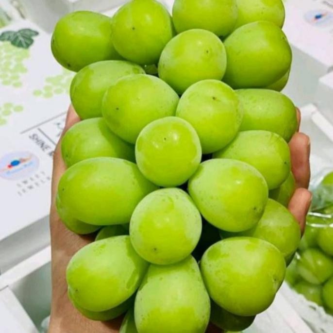 Bibit Anggur Shine Muscat Grafting - Varietas