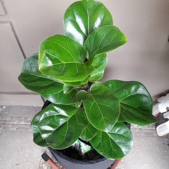 Tanaman hon Ketapang Biola Cantik Daun Mini