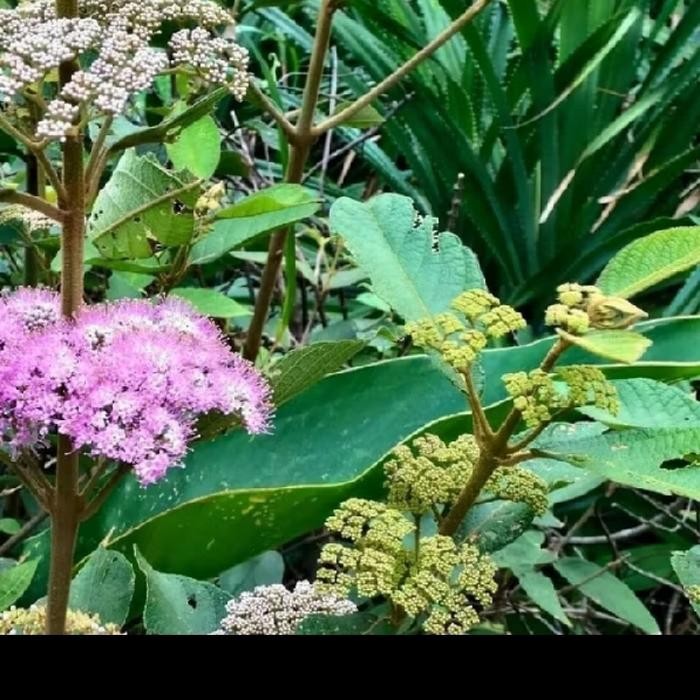 Bibit tanaman buah ungu American beautyberry (Callicarpa americana)
