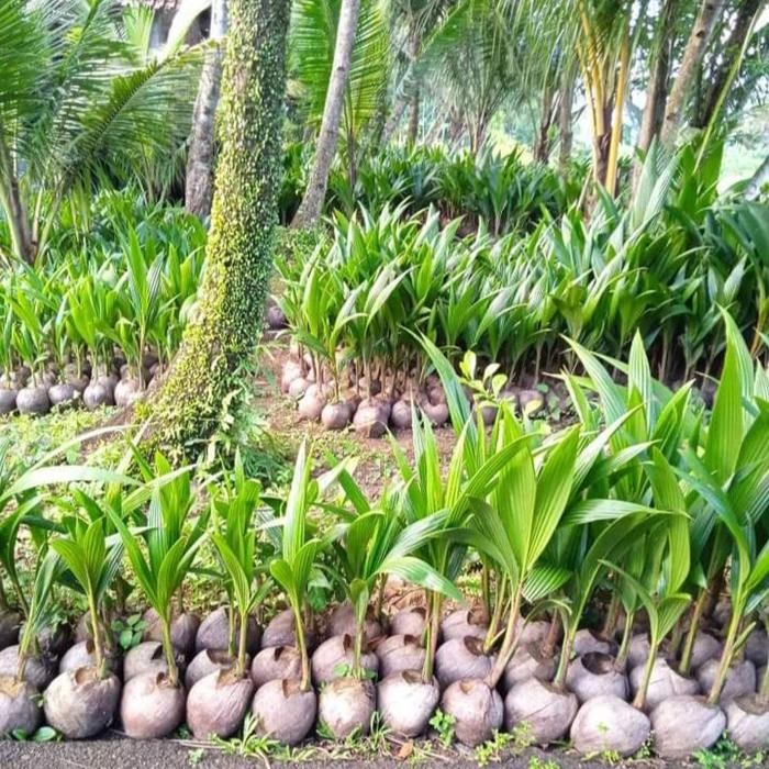 bibit kelapa hibrida genjah