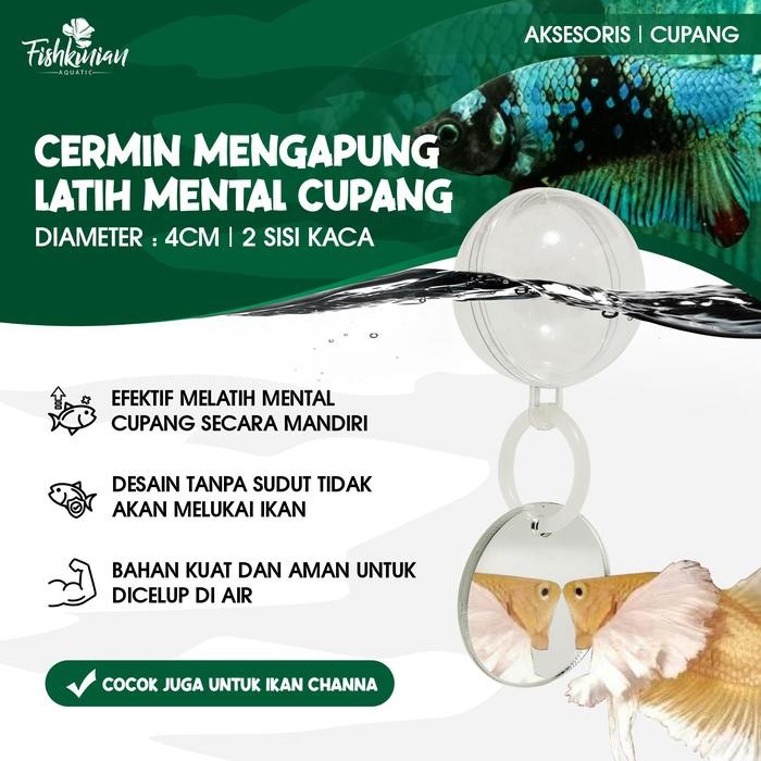 CERMIN MENGAPUNG UNTUK MELATIH CUPANG NGEDOK MANDIRI *