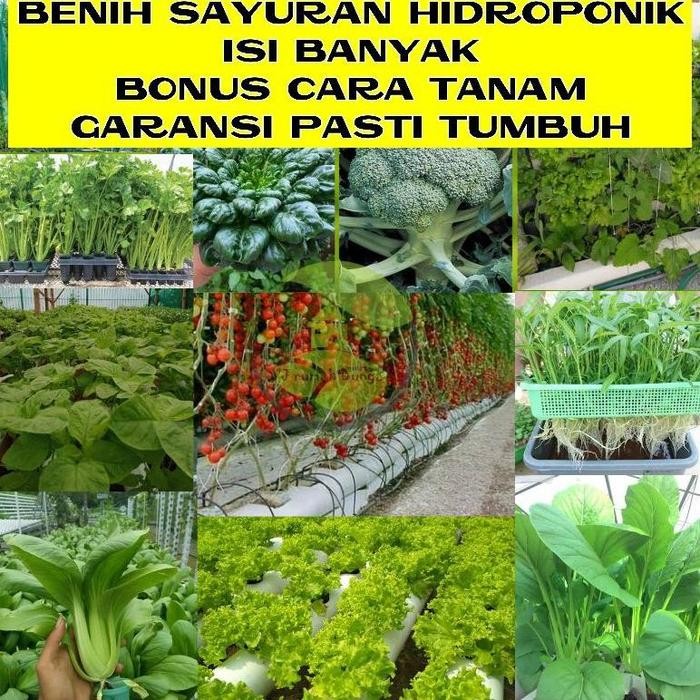 Bibit Benih Sayuran Benih Sayur Hidroponik Bibit Sayur Hidroponik