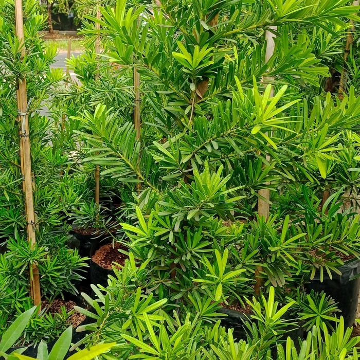 Pohon Lohansung Cincuan