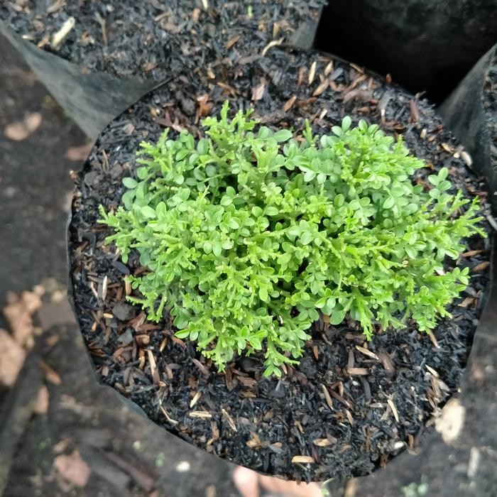 Kemuning Super Mikro Sedang