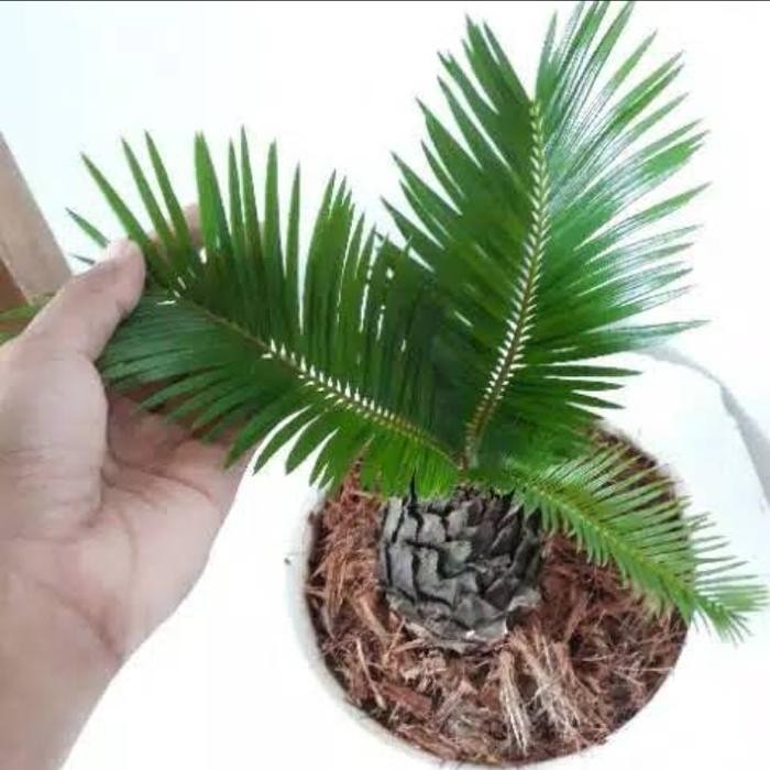 Palem Sikas - Tanaman Hias Palem Mini