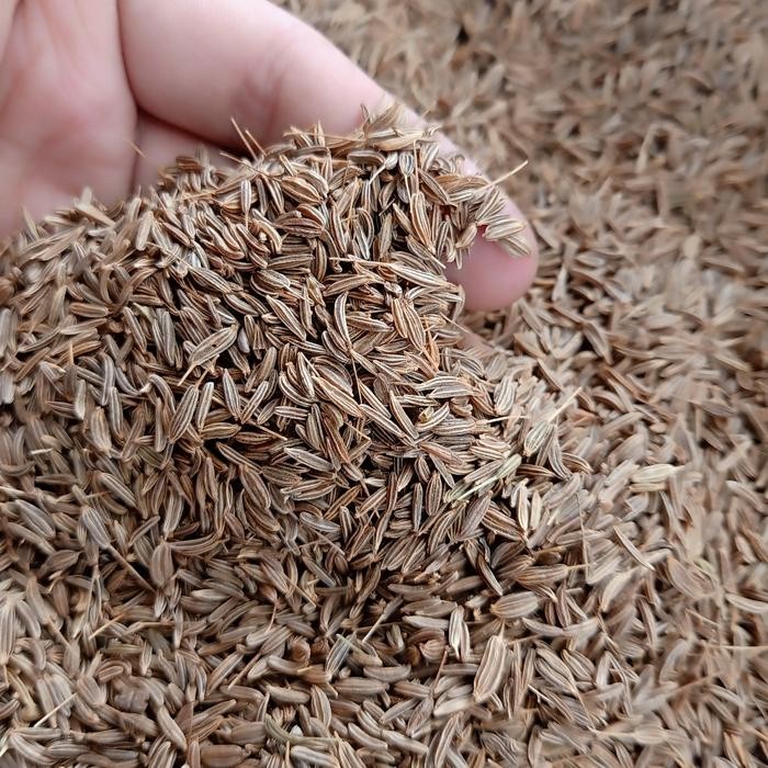 

New Jinten Jintan Cumin atau Caraway Seed 250G Gram Fresh Dan bersih