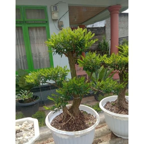 bonsai cendrawasih siap pajang