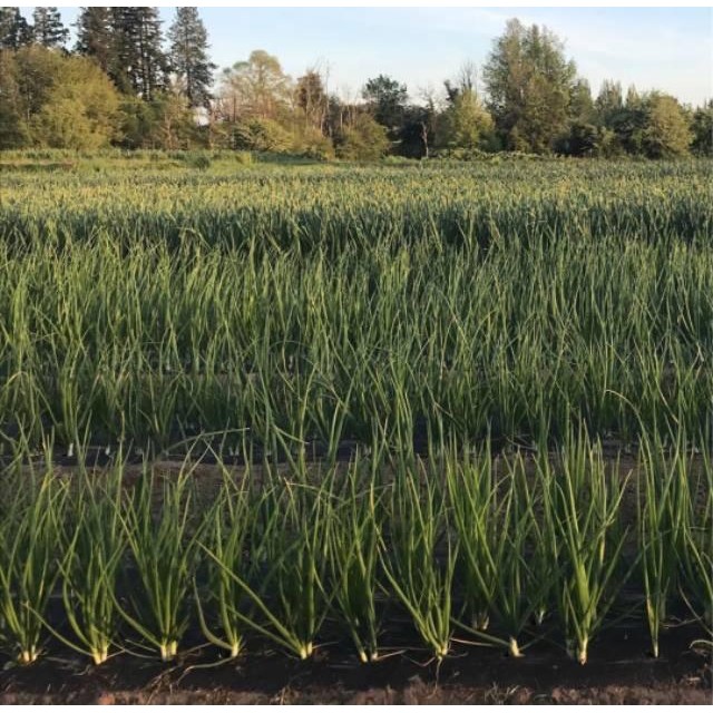 [Expert] 100 Biji - Benih Daun Bawang FRAGRANT dataran rendah