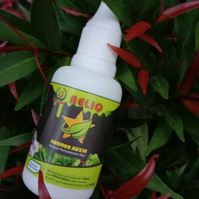 Pupuk Hormon Auksin, Auksin Untuk Tanaman, Auxin Hormone