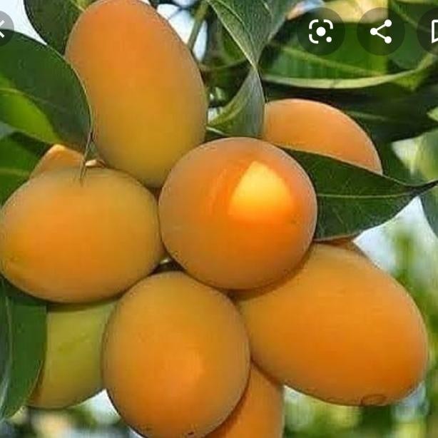 Pupuk Tanaman Mangga Cepat Berbuah, Pupuk Buat Pohon Mangga