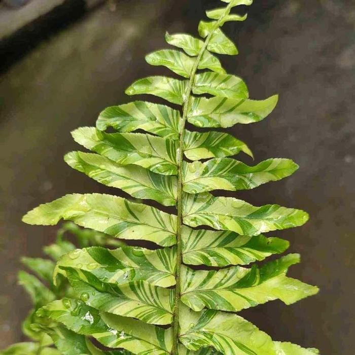 Tanaman Pakis Boston Variegata