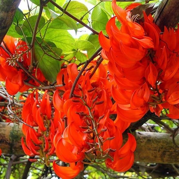 Tanaman Flame Of Irian