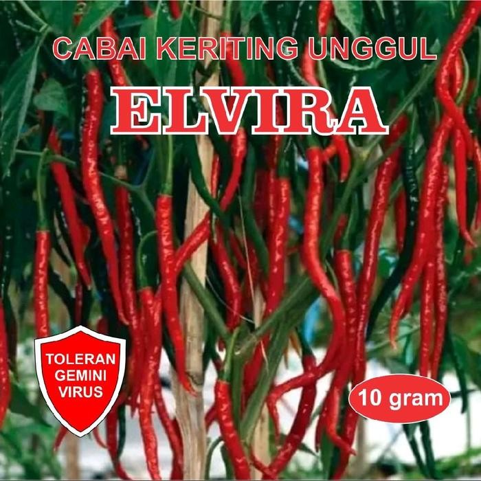 ORIGINAL Benih Bibit Cabe Keriting Unggul JS ELVIRA 10 Gram JAYA SEED Bibit Cabai Kriting Unggul F1