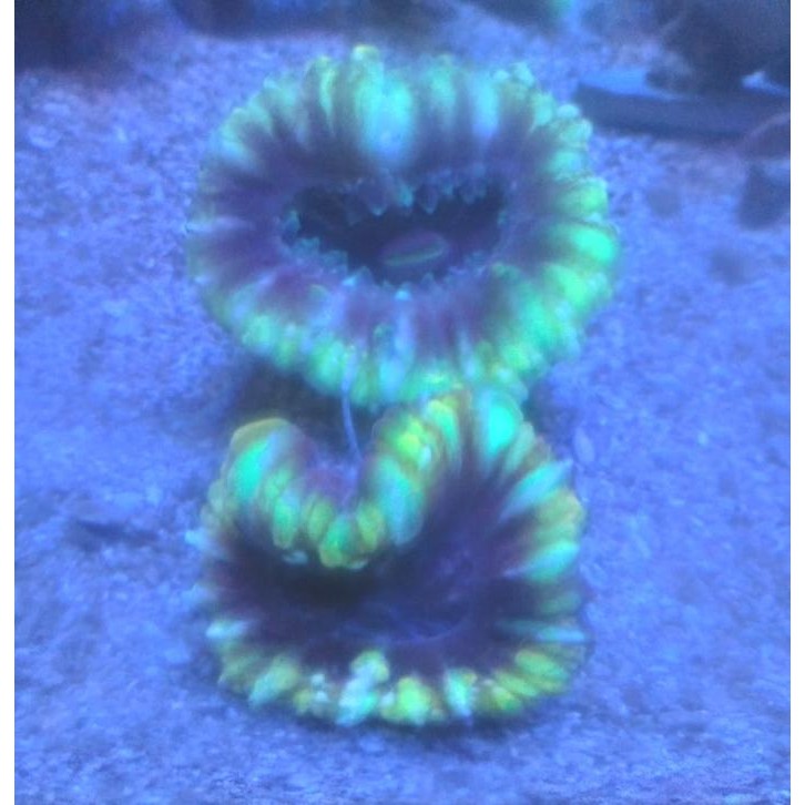 

Cynarina Hijau B - Coral Reef