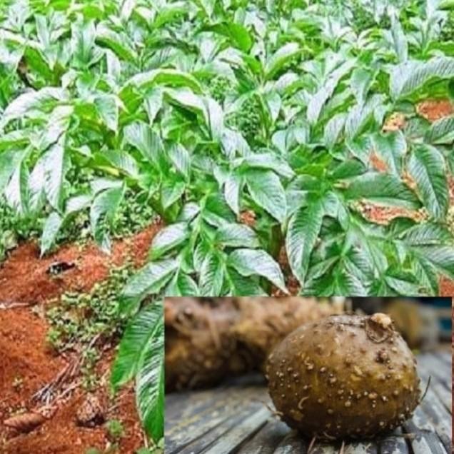 Jual Umbi Porang Segar,Umbi Porang Besar,Untuk Beras,Bibit,Dll 1Kg