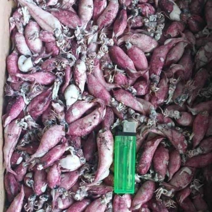 

Cumi asin rebus 250gr 500gr 1kg