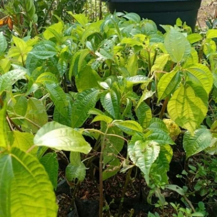 

(Expert) Pohon Pohpohan Bibit Tanaman Lalapan Pohon Daun Poh Pohan