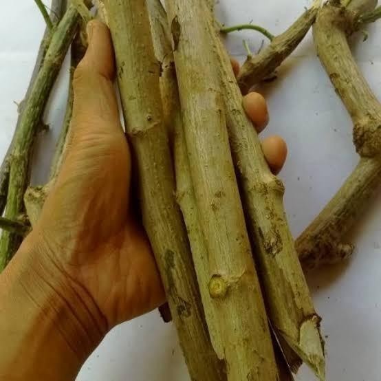 

(Expert) Bibit Stek Tanaman Herbal Insulin / Kipahit