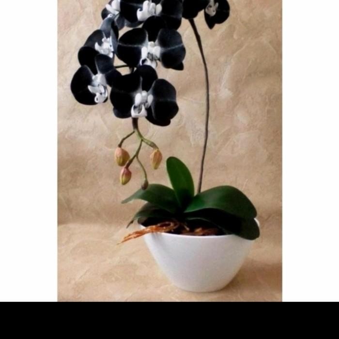 

(Expert) Anggrek Bulan murah remaja siap berbunga(id black white )