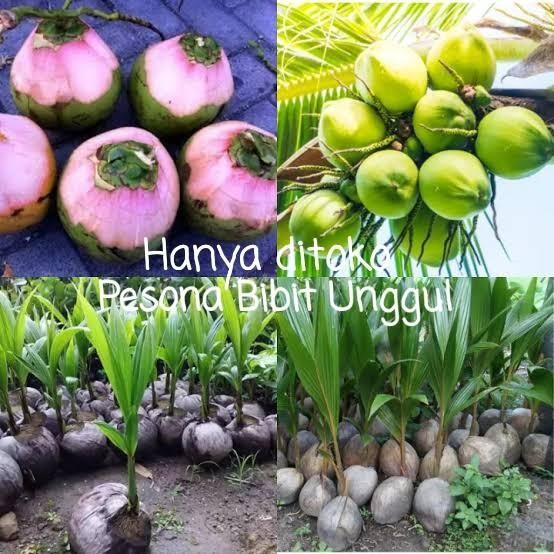 

(Expert) Bibit Kelapa Wulung, Kelapa Hijau Wulung, Kelapa Ijo Wulung Asli 100%