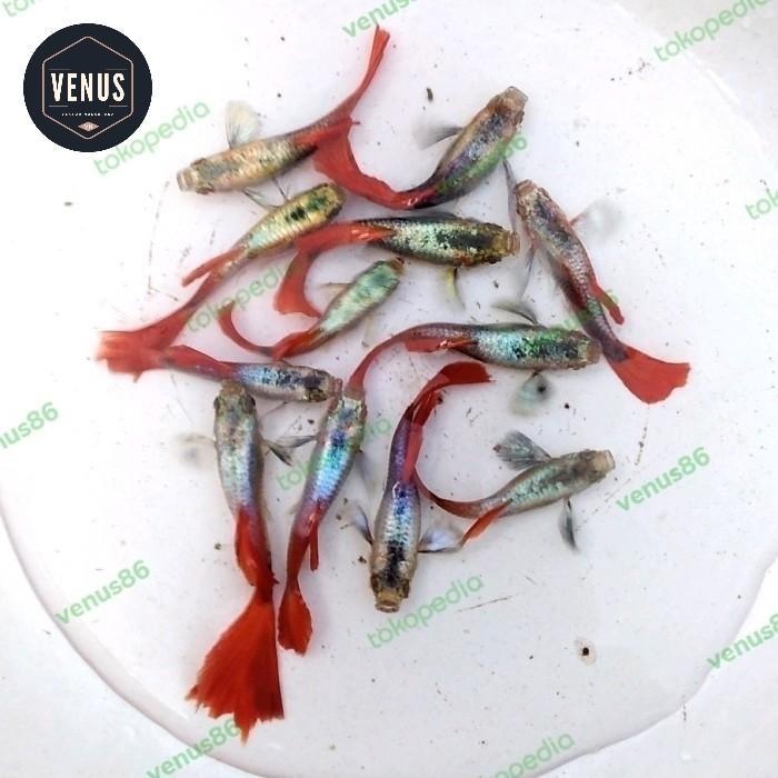 (Expert) Ikan hias Guppy/molly/ikan air tawar/ikan hias murah/aquascape