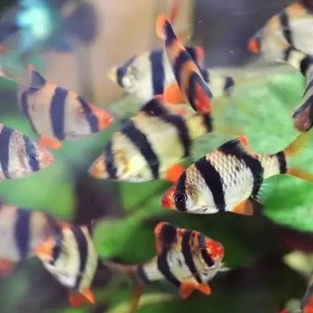 (Expert) Ikan Sumatra tiger barb Sumatra barb Aquascape