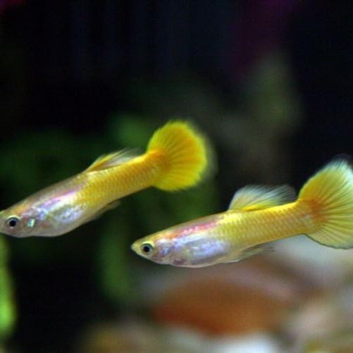 (Expert) Guppy AFR albino Red / Yellow banana Hiasan aquarium