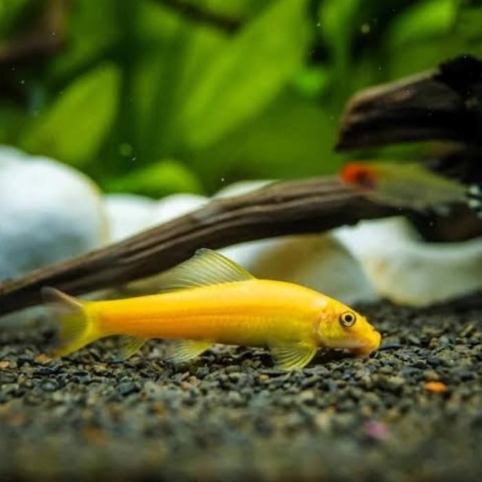(Expert) ikan cae algae eater, chinese algae eater pembersih lumut Aquascape