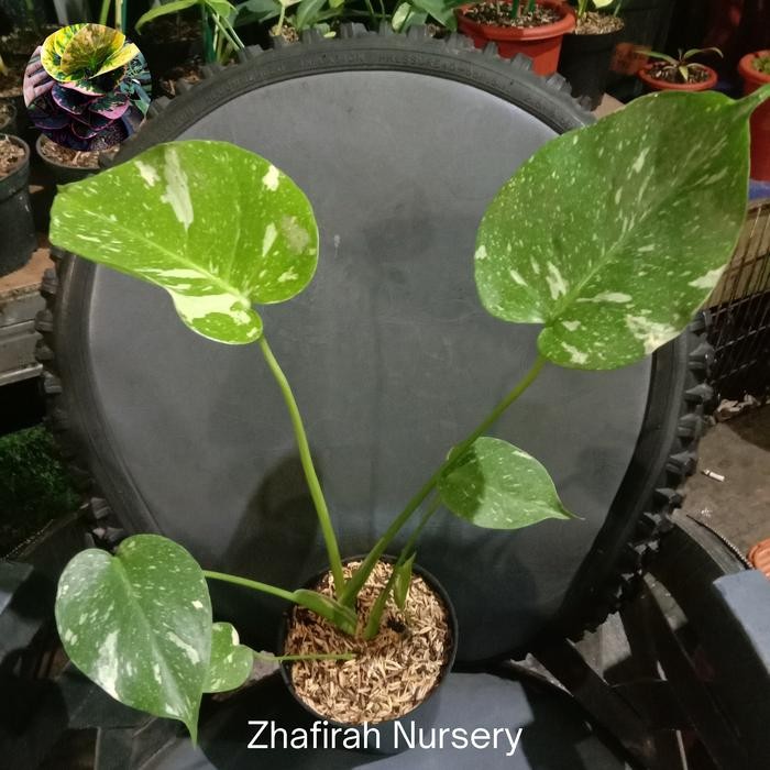 BEST SELLER Monstera monthai creme brulee ekonomis