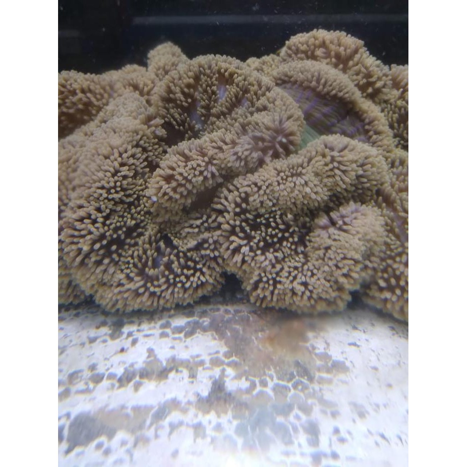 Promo Anemon Karpet - Rumah Ikan Nemo / Clownfish