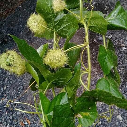 

KOMPLIT daun Rambusa markisa hutan 500gram Kode 6