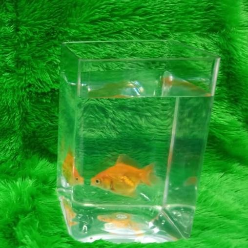 Coba Toples Cupang Paxton 2 Liter (Expedisi) Asd38