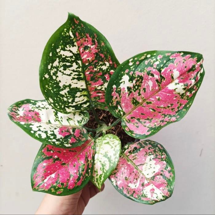 Tanaman hias algonema tricolor - Aglonema tricolor