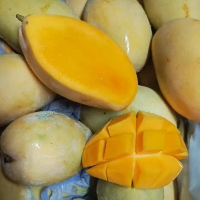 

Glx Mangga kiojay mangga thailand mangga bangkok