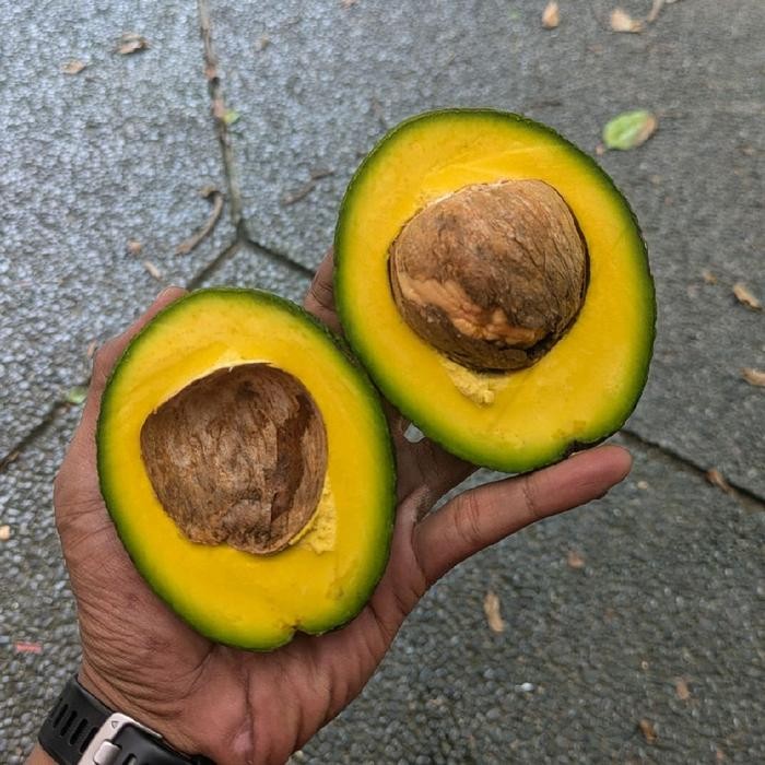 

Glx Alpukat mentega premium FRESH termurah / Avocado
