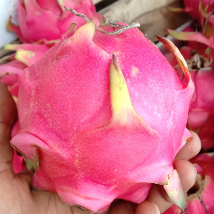 

Glx buah naga lokal organik