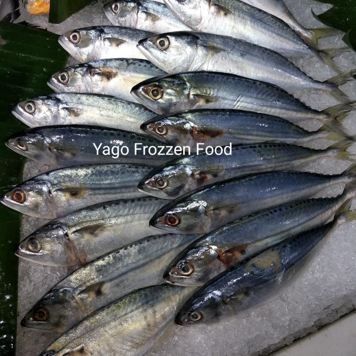 

Glx Ikan Kembung Banjar Whole Fresh 1kg isi 6-8-10