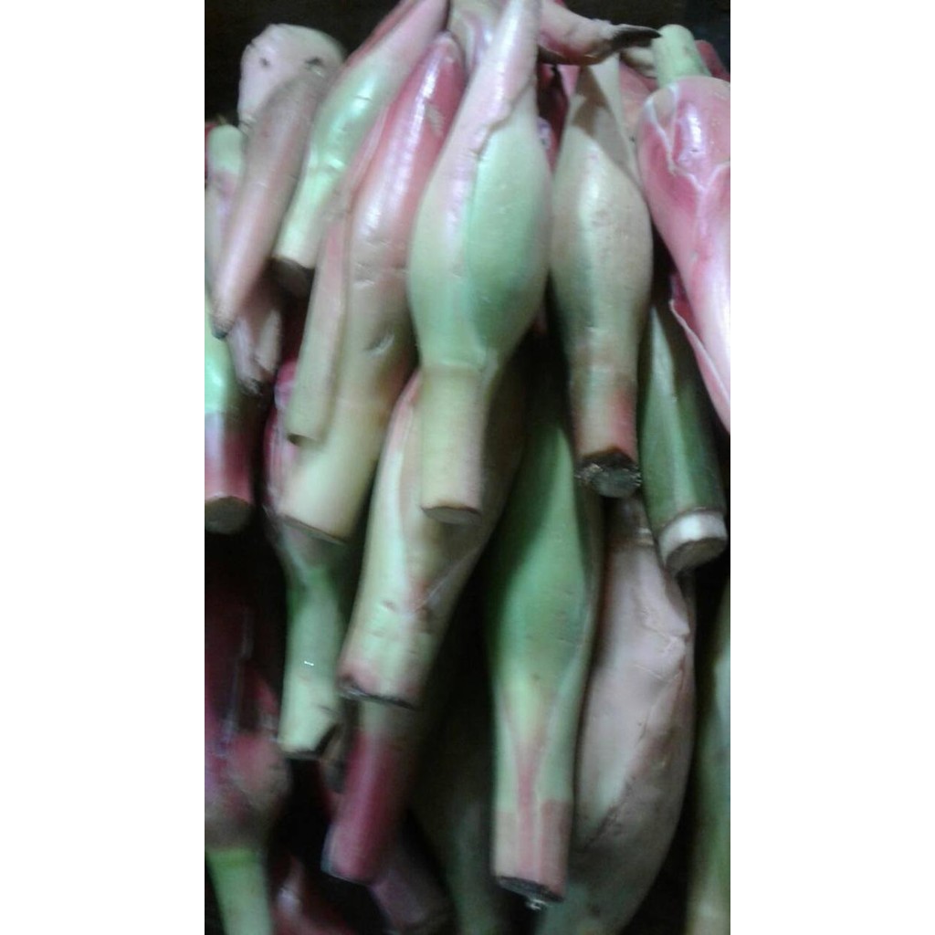 

Gdh Kincung atau Kembang Rias