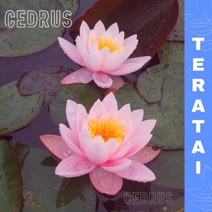 Benih Biji Bunga Teratai Pink