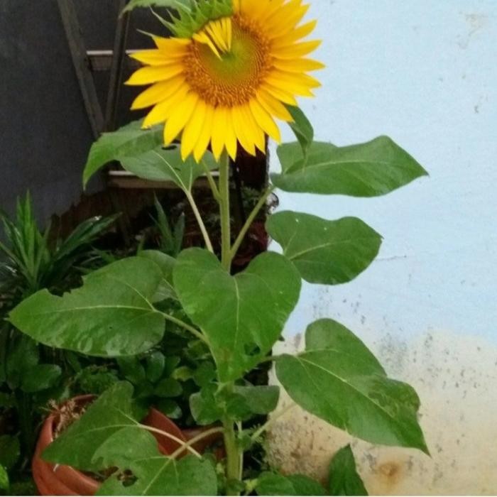 bibit pohon bunga matahari besar