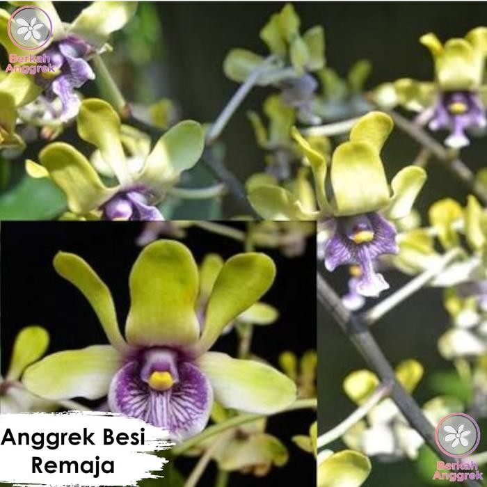 Anggrek Besi Papua Dendrobium Besi Kondisi Remaja