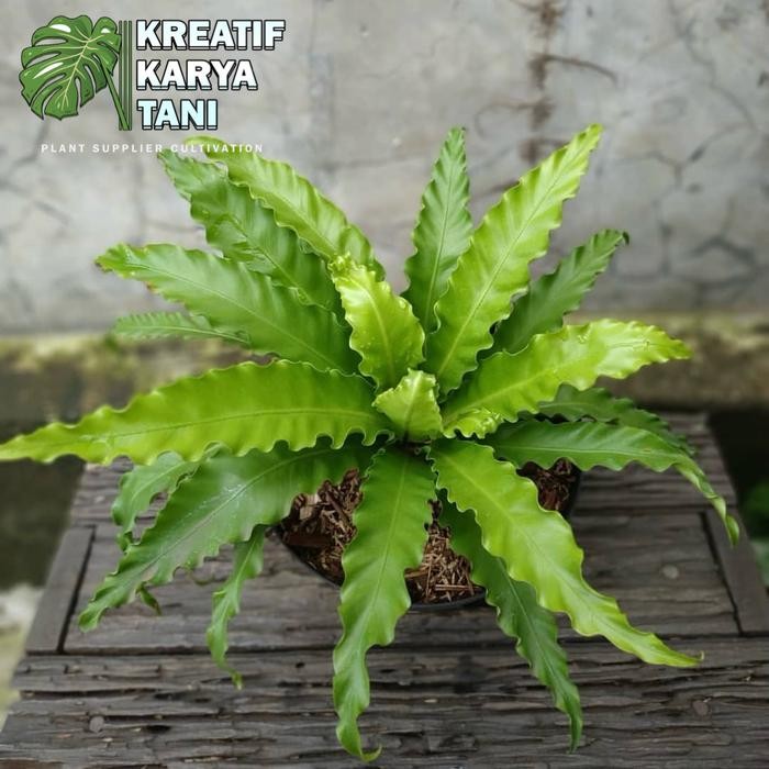 Tanaman hias kadaka osaka - Kadaka Osaka